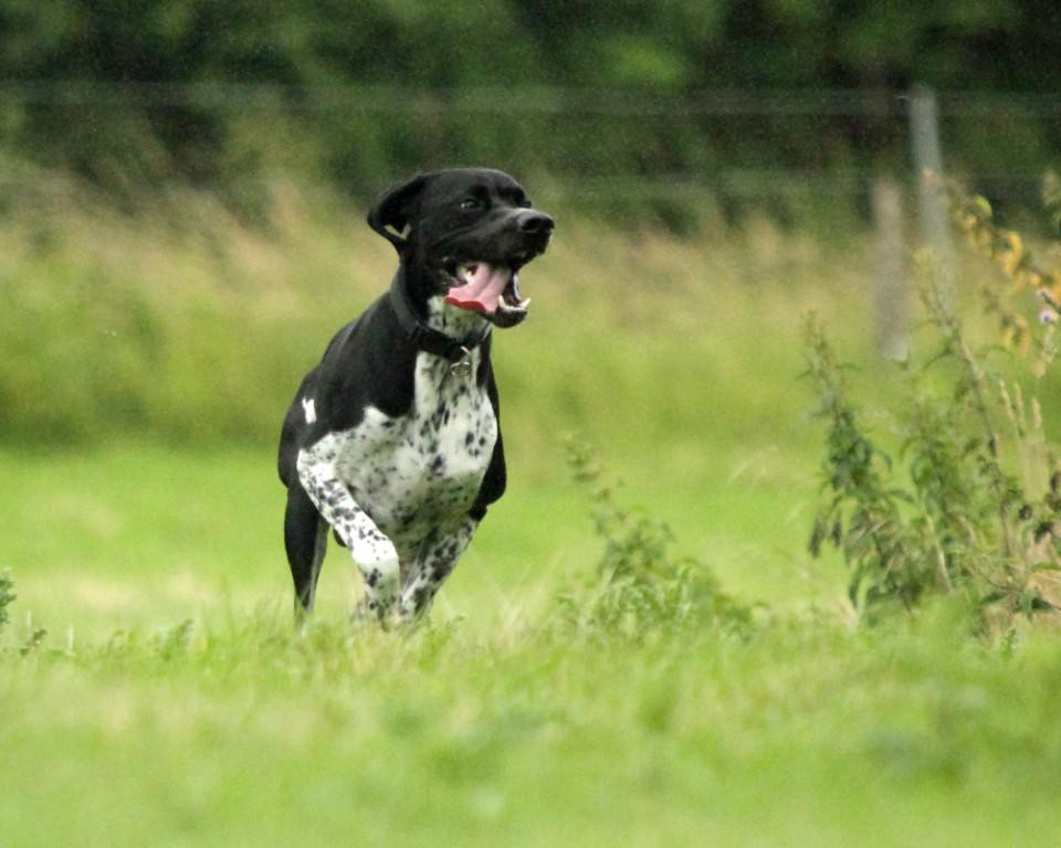 English Pointer