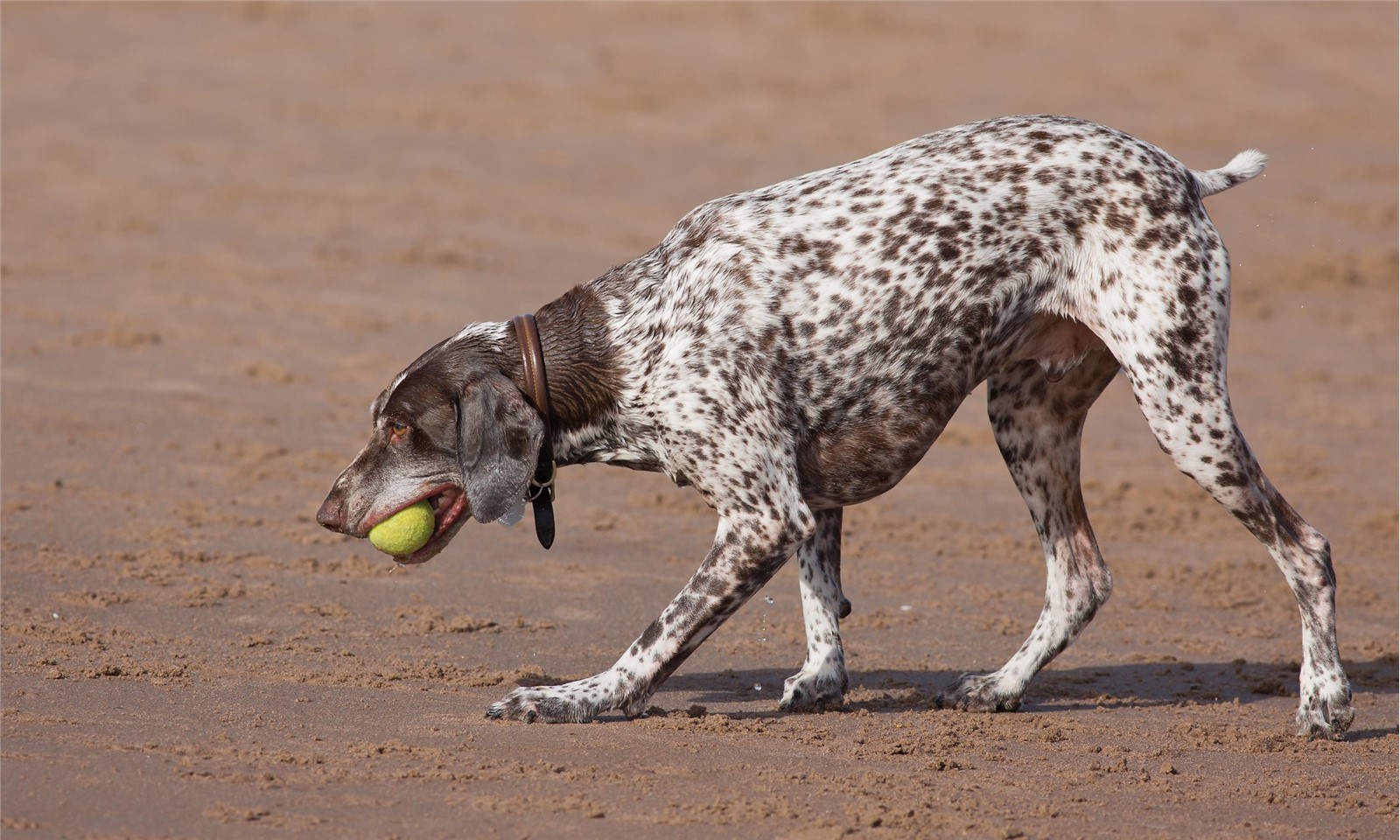 German Shorthaired Pointer